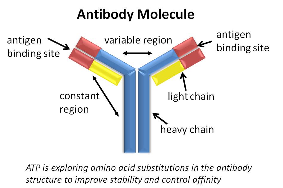 Secondary antibodies.